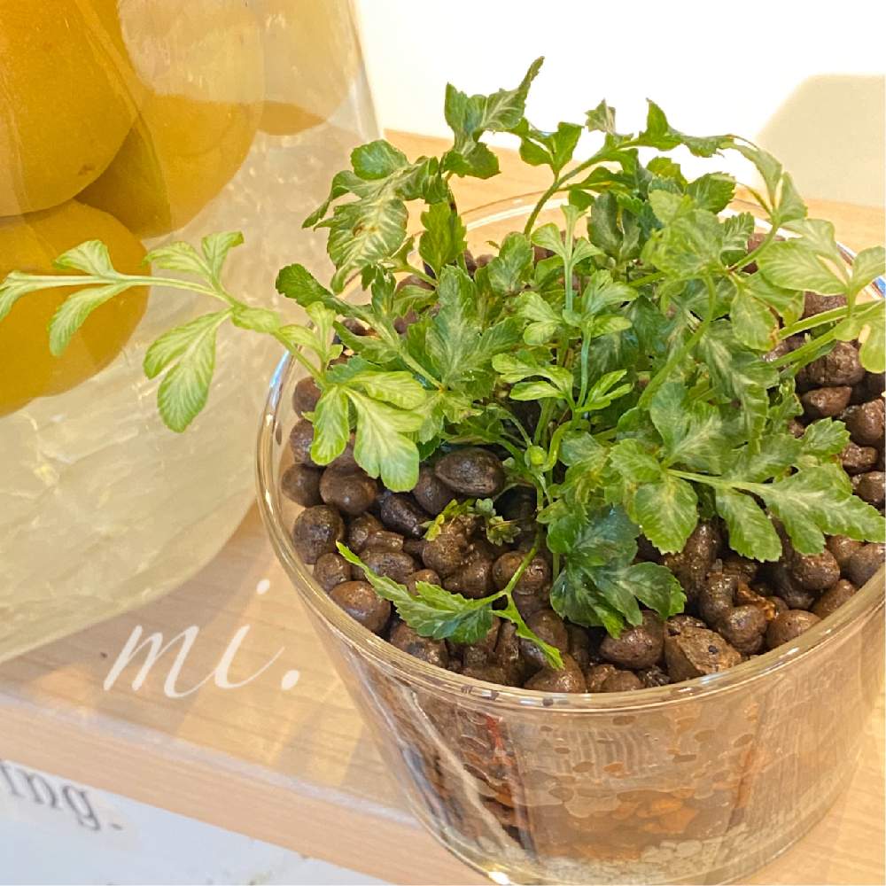 プテリス エバージェミエンシスの投稿画像 By Mi さん 観葉植物とハイドロカルチャーとキッチンと観葉植物とハイドロカルチャー 月7月13日 Greensnap グリーンスナップ Greensnap グリーンスナップ