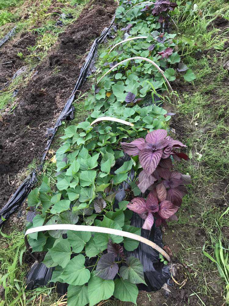 週末の野良仕事 ジャガイモ収穫 Greensnap グリーンスナップ