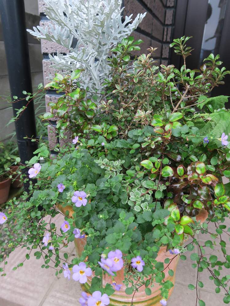 バコパの花の投稿画像 By たけのこさん 寄せ植えと寄植えワイヤープランツと鉢植えと花のある暮らしとコプロスマ 寄せ植えと鉢植え とシロタエギクの葉 月7月13日 Greensnap グリーンスナップ