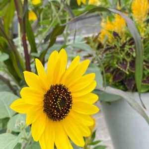 かわいい,花のある暮らし,屋上庭園,癒しのグリーン,お出かけ先の画像