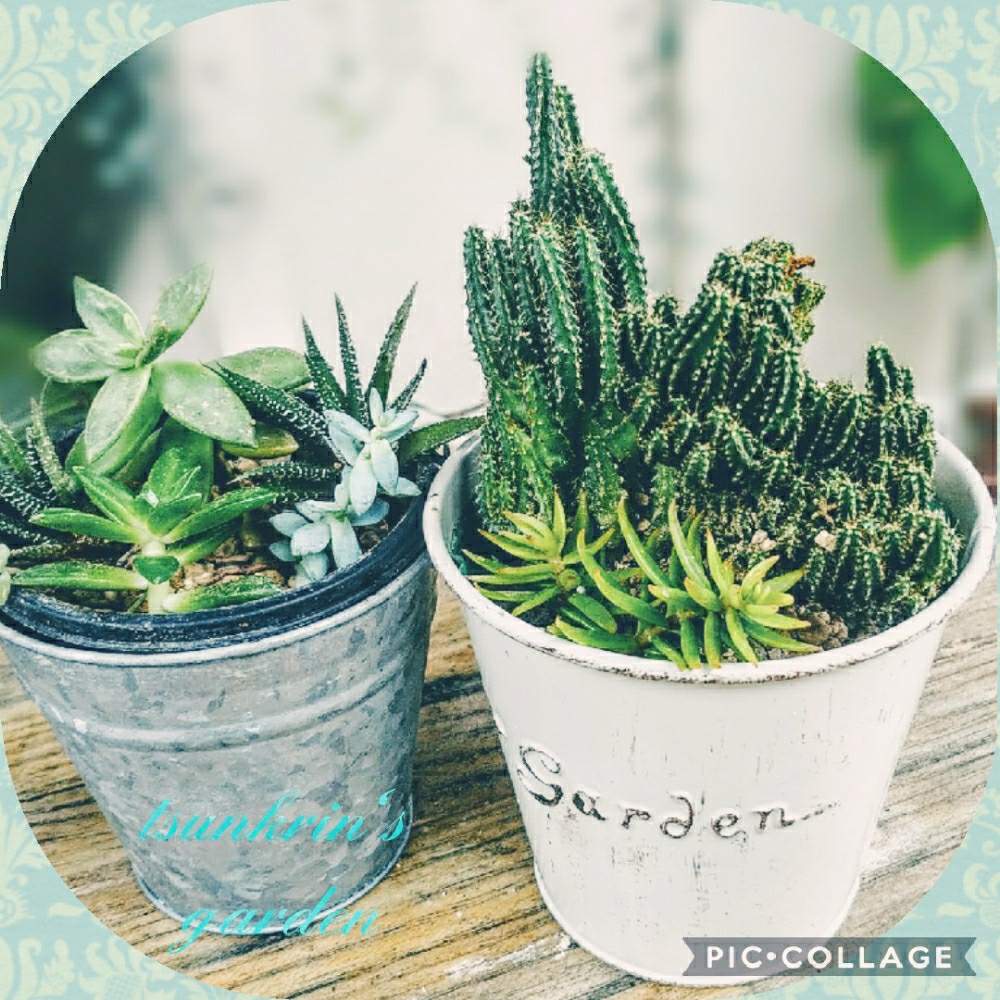 多肉植物の投稿画像 By つんくりんさん サボテン とおうち園芸と緑のある暮らしとセレウス ペルヴィアナスと梅雨も楽しく と 十二の巻と花のある暮らしと多肉寄せ植えとおうちで楽しむ夏の草花フォトコン 月7月13日 Greensnap グリーンスナップ