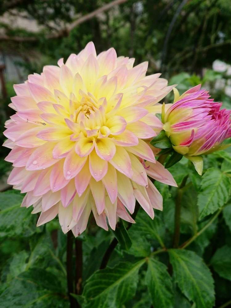 ダリア 大輪咲 の投稿画像 By のりりんの森さん 背丈のある植物とキュンキュン乙女倶楽部と可愛いなぁ とマイガーデンと夏のお花と大好きなお花と優しい花色と花のある暮らし 月7月13日 Greensnap グリーンスナップ
