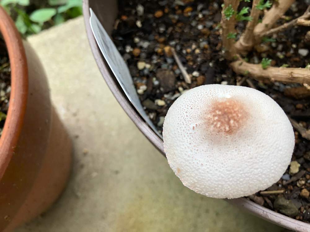 鉢植えにキノコ 種類