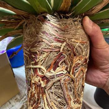根鉢の画像 by noahさん | 部屋とアガベ　サングローと斑入り好きと植え替えと根鉢とベランダーとアガベ属