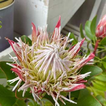 ナフコ鷲宮店の投稿画像一覧 Greensnap グリーンスナップ