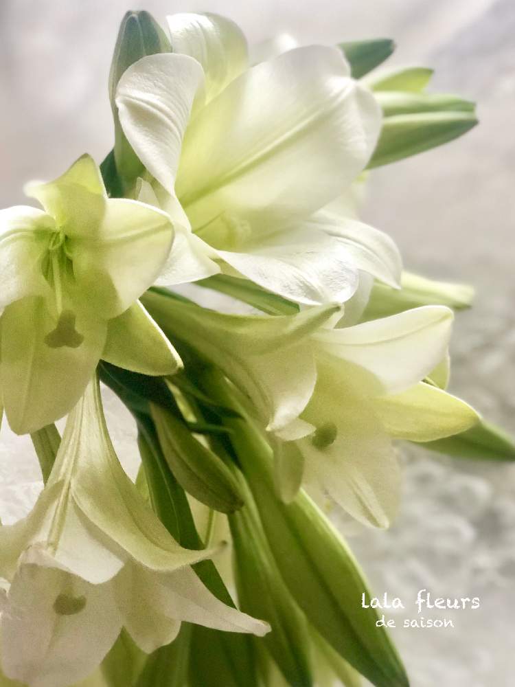 テッポウユリの投稿画像 By ララフルールさん 誕生花と白いユリと花を飾ると花言葉とビタミン Fと花のある暮らしとマドンナリリー 月 7月13日 Greensnap グリーンスナップ
