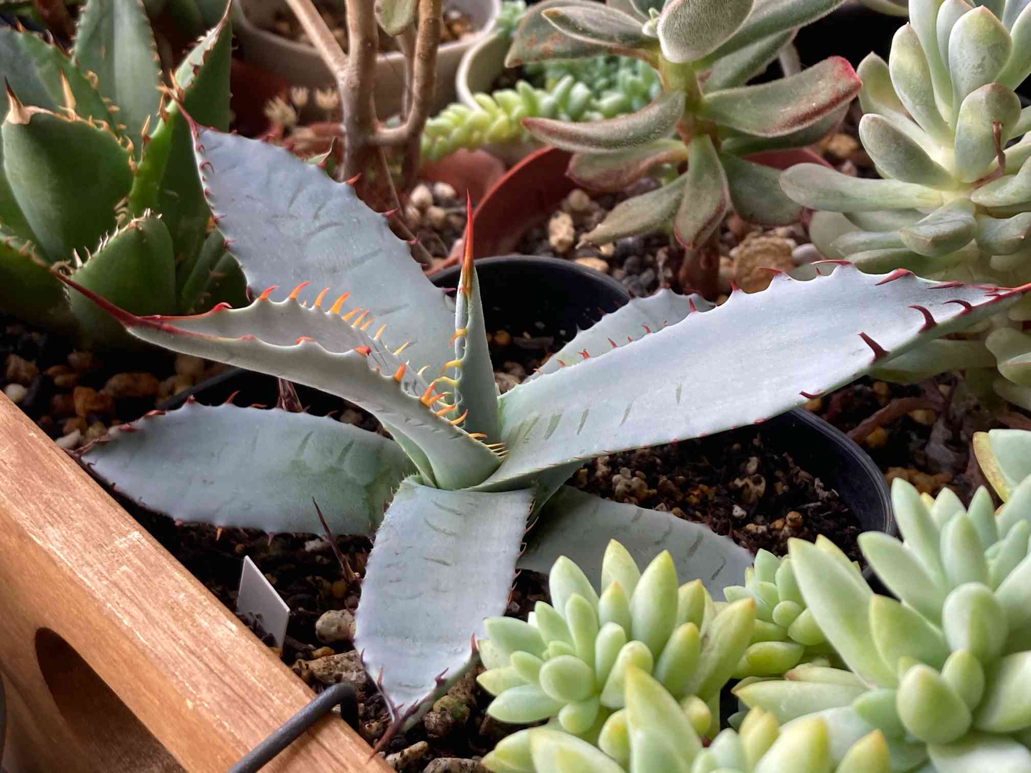 アガベ 屈原の舞扇 7株 抜き苗