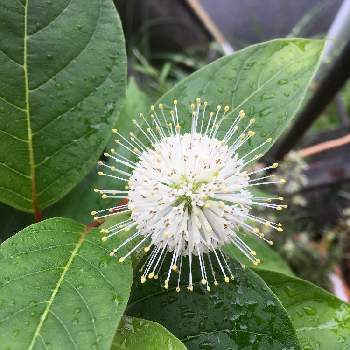 タニワタリの木の投稿画像一覧 Greensnap グリーンスナップ