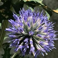 ルリタマアザミ,植えっぱなし,青い花,青系の花,エキノプス☆の画像