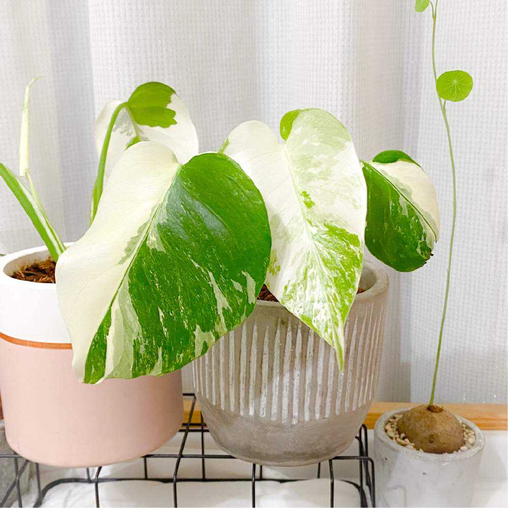 モンステラ ボルシギアナ 斑入り 個体C【monstera borsigiana