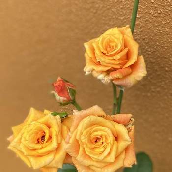 心を癒す花♡の画像 by ちきさん | エントランスと心を癒す花♡とありがとうーねー☺️と花のある暮らしと挿し木の薔薇と華やぐ空間と名前は不明と薄オレンジ色の薔薇