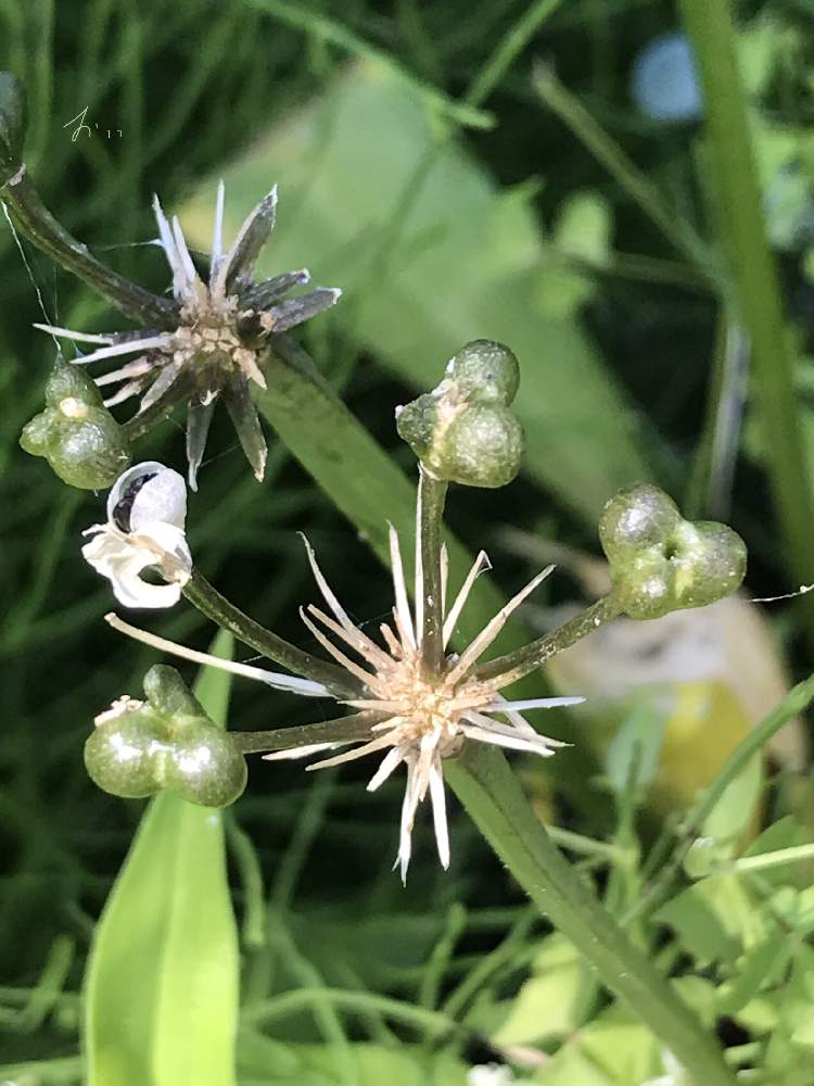 ギョウジャニンニクの投稿画像 By おててさん 花のある暮らしとヒガンバナ科と食べられる 月7月14日 Greensnap グリーンスナップ