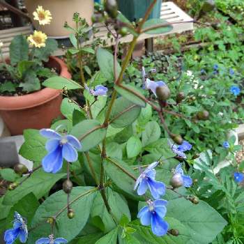 ブルーバタフライの画像 by hanabiraさん | 小さな庭とブルーバタフライと庭の花と可愛い花と季節の花と鉢植えと花のある暮らしと挿し芽から育てる