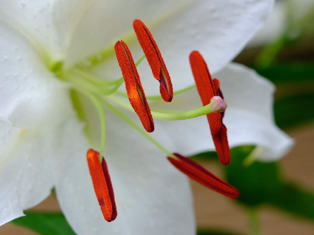 花のある暮らしの投稿画像 By バラ爺さん My Garden とおうち園芸 月7月14日 Greensnap グリーンスナップ