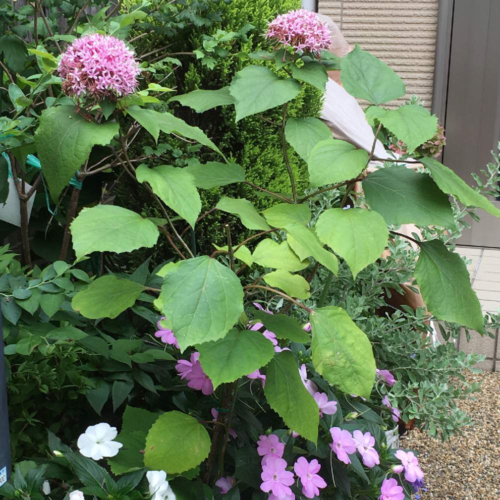 ボタンクサギ 牡丹臭木 の投稿画像 By Manabeさん お散歩の途中で とシソ科とベニバナクサギ とピンクのお花とクサギ属とシソ科 クサギ 属とお散歩の途中で とシソ科とベニバナクサギ とピンクのお花とクサギ属とシソ科 クサギ属 月7月14日 Greensnap ボタンクサギ 牡丹臭木 の投稿画像 By Manabeさん お散歩の途中で とシソ科とベニバナクサギ とピンクのお花とクサギ属とシソ科 クサギ 属とお散歩の途中で とシソ科とベニバナクサギ とピンクのお花とクサギ属とシソ科 クサギ属 月7月14日 Greensnap