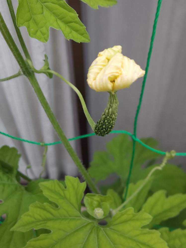 ゴーヤの雌花の投稿画像 By パープルさん 野菜の赤ちゃんとおうちde菜園と可愛い花と人工受粉とおうち園芸とpwフォトコンと黄色い花と グリーンカーテン 月7月14日 Greensnap グリーンスナップ