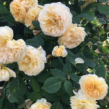 シュラブの投稿画像一覧 Greensnap グリーンスナップ