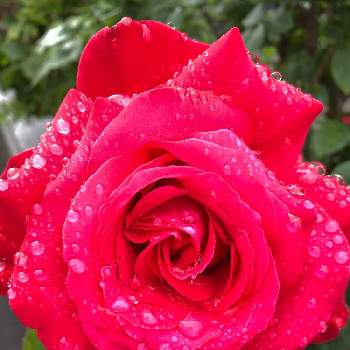大好き❣️の画像 by YURUKUさん | 大好き❣️と赤い花♡とお花好きのご近所さんちと頑張ろう！と#ビタミンFと雨に濡れてと薔薇 バラ ばら