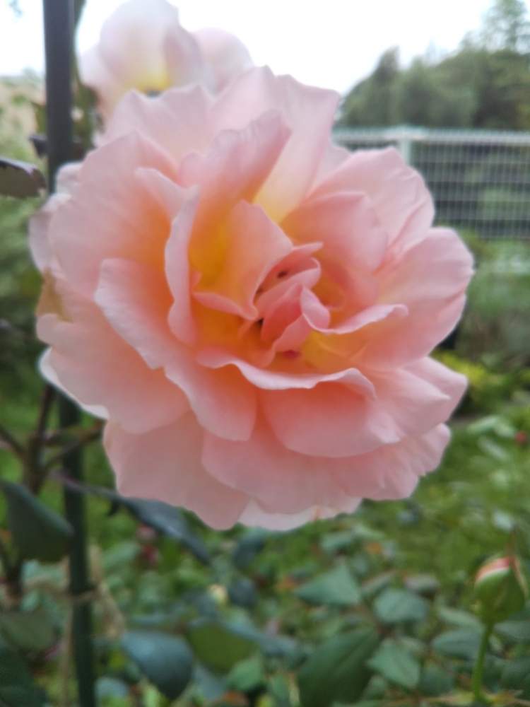 レディエマハミルトンの投稿画像 By しーぼんさん いいかおりと初心者と狭い庭とおうち園芸とバラ 鉢植えと花のある暮らしと色がキレイとバラ ミニバラ 月7月14日 Greensnap グリーンスナップ