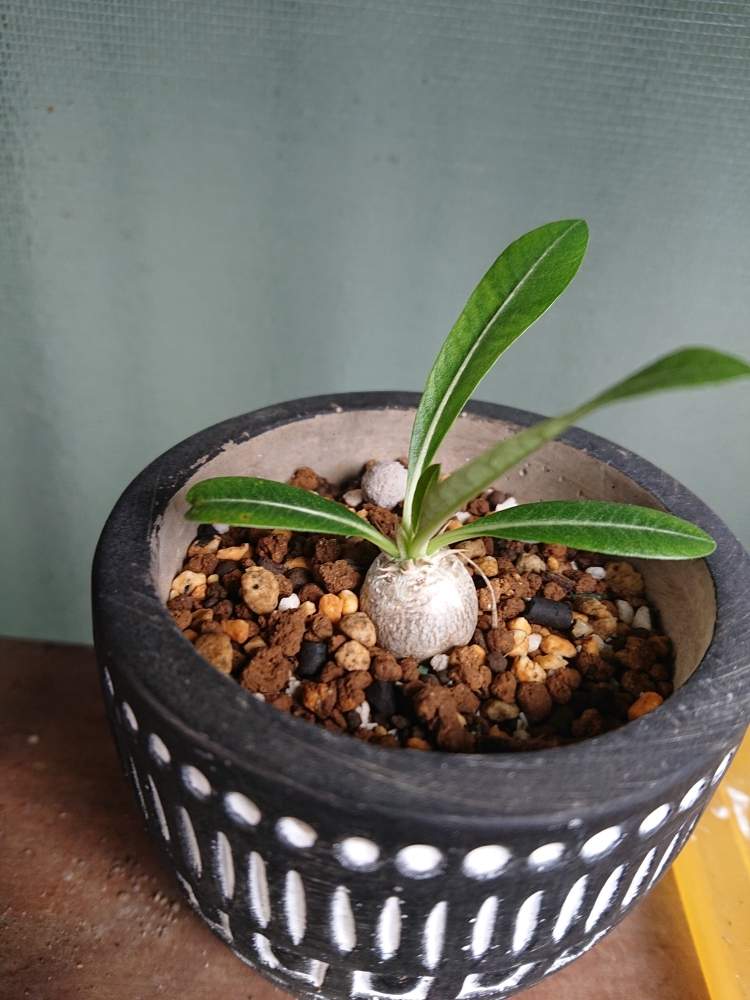 パキポディウム接ぎ木してみた Greensnap グリーンスナップ