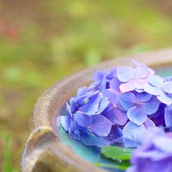 hanabiyoriの画像 by おはぎさん | お出かけ先と花のある空間と花手水とhanabiyoriと癒しとおさんぽと花のある生活と紫陽花 アジサイ あじさいと癒され風景とアジサイ　紫陽花と花のある暮らしとかわいいな♡とやっぱり花が好き♡