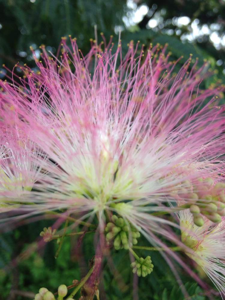 花木の投稿画像 By 白南天さん マメ科 月7月14日 Greensnap グリーンスナップ