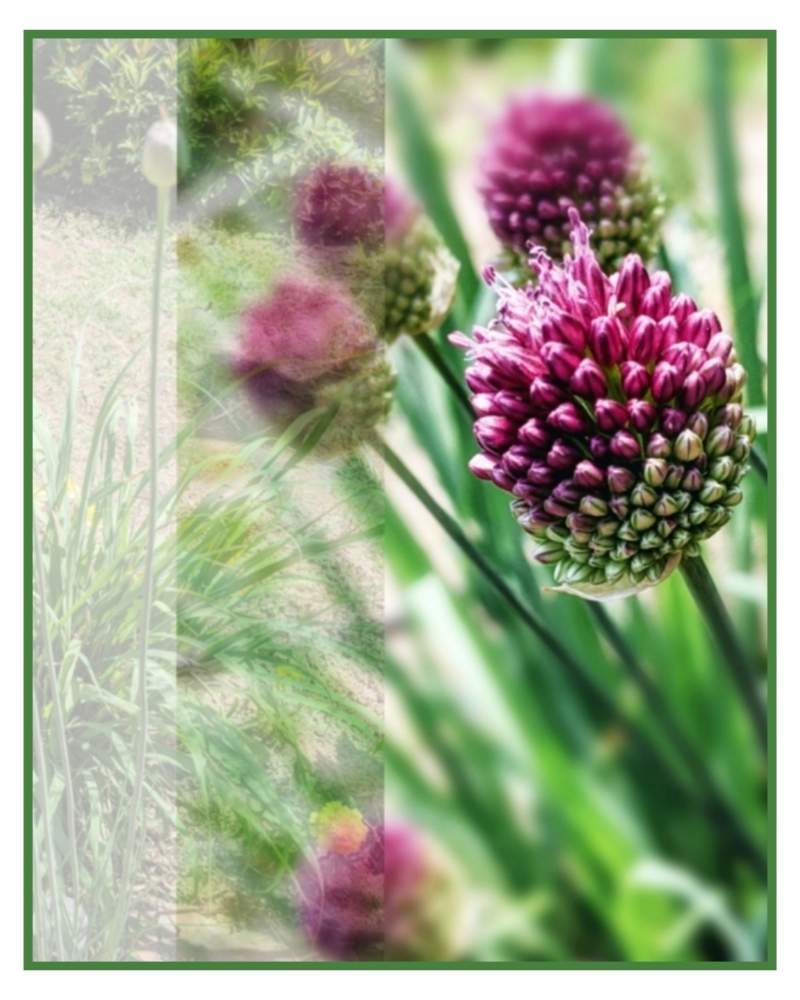 アリウム 丹頂の投稿画像 By なおちゃんさん ドライフラワーとおうち園芸と今日のお花と初夏に涼しげと宿根草の花とガーデニングと花のある暮らしとかわいい 月7月14日 Greensnap グリーンスナップ