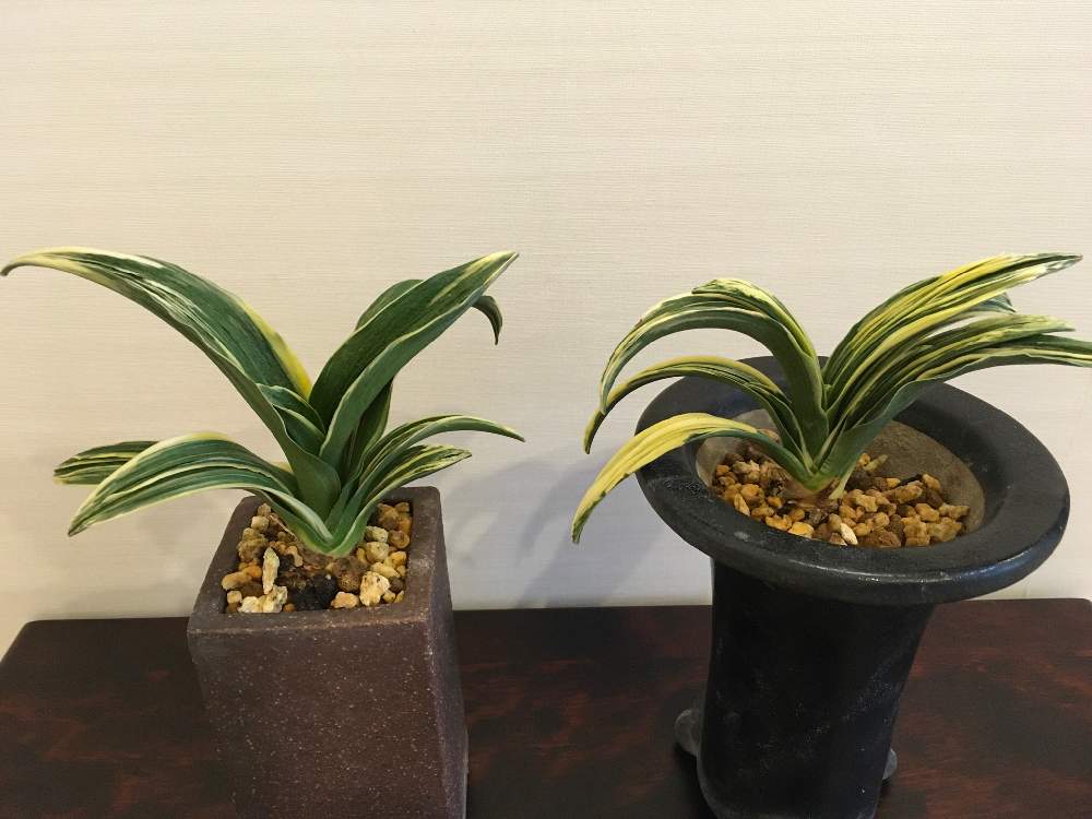 部屋の投稿画像 By Htさん オモト 万年青 とおうち園芸と羅沙系統の万年青とオモト 万年青 とおうち園芸と羅沙系統の万年青 月7月14日 Greensnap グリーンスナップ Greensnap グリーンスナップ