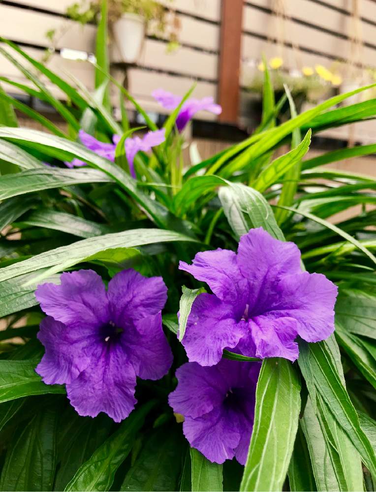 ルエリアの投稿画像 By みなさん ルエリア トロピックスターとおうち園芸と一日花と花のある暮らしと紫の花 月7月14日 Greensnap グリーンスナップ
