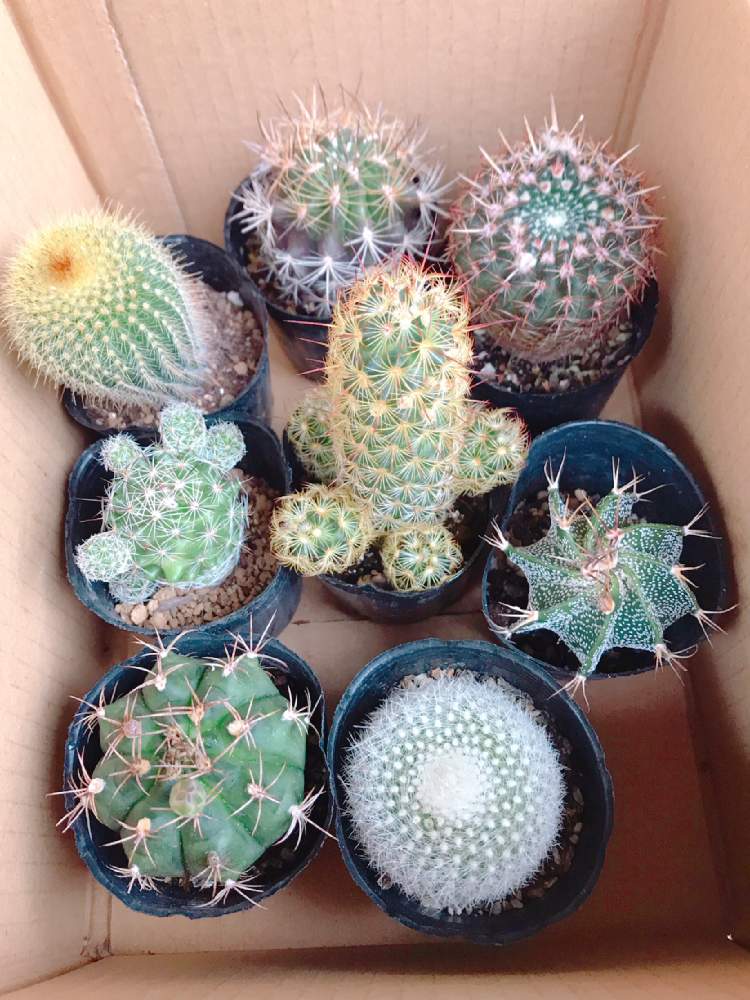 サボテンの投稿画像 By チェスさん 手作りと多肉植物とサボテン と多肉大好きと寄せ植えとわが家の多肉スペースとおうち園芸と多肉女子と花のある暮らしとリメイク缶と多肉寄せ植え 月7月14日 Greensnap グリーンスナップ