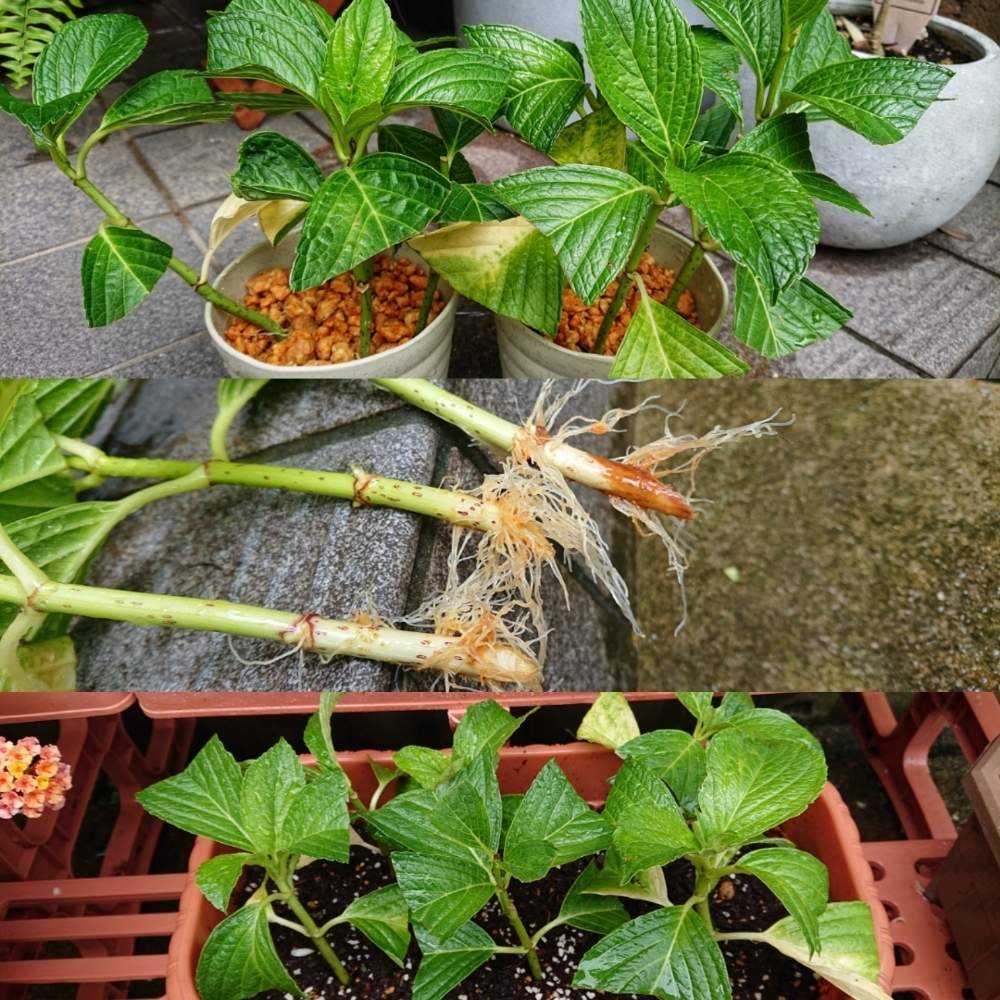 ねこ様専用 紫陽花挿し穂 Www Proplanuk Co Uk ねこ様専用 紫陽花挿し穂 Www Proplanuk Co Uk