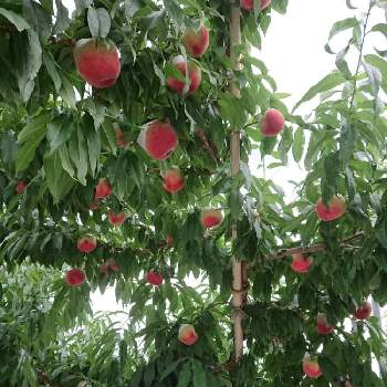 桃の木の投稿画像一覧 Greensnap グリーンスナップ