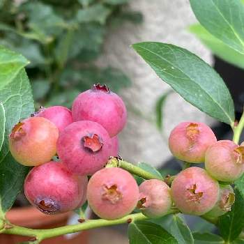 ブルーベリー ピンクレモネードの投稿画像一覧 Greensnap グリーンスナップ