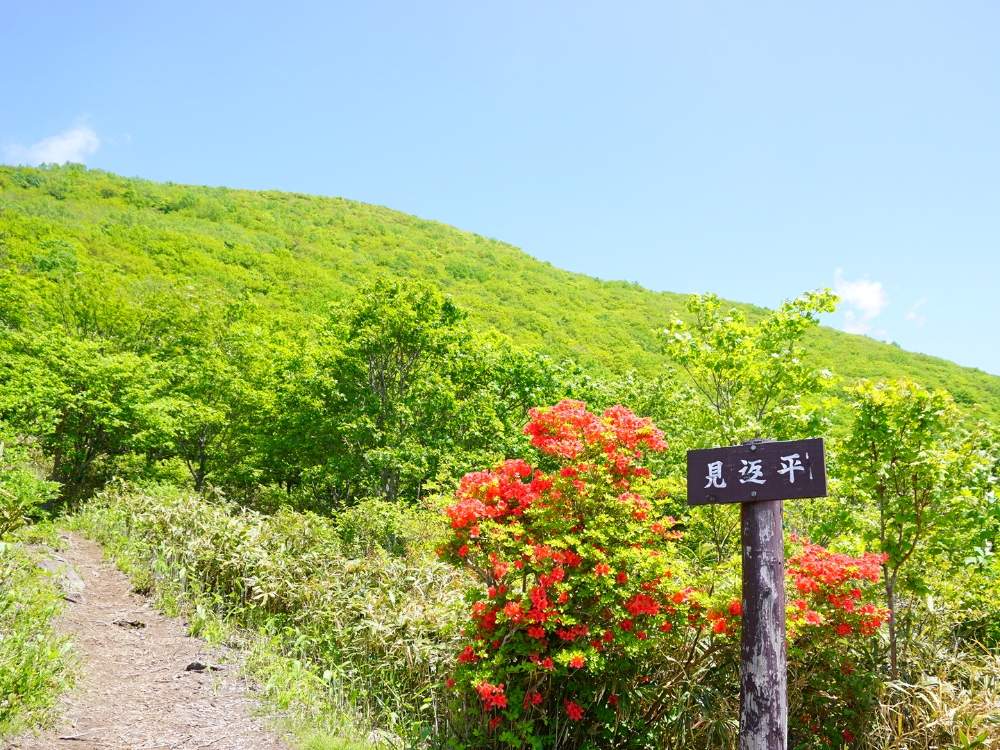 ツツジの投稿画像 By よりさん お出かけ先と泉ヶ岳と東北とハイキング 登山と宮城と赤い花と青い空 とやまと仙台と山の緑と泉ヶ岳と東北とハイキング 登山と宮城と赤い花と青い空とやまと仙台と山の緑 月7月14日 Greensnap グリーンスナップ Greensnap