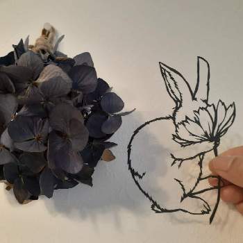 ハイドランジア パープルパンクの投稿画像一覧 Greensnap グリーンスナップ