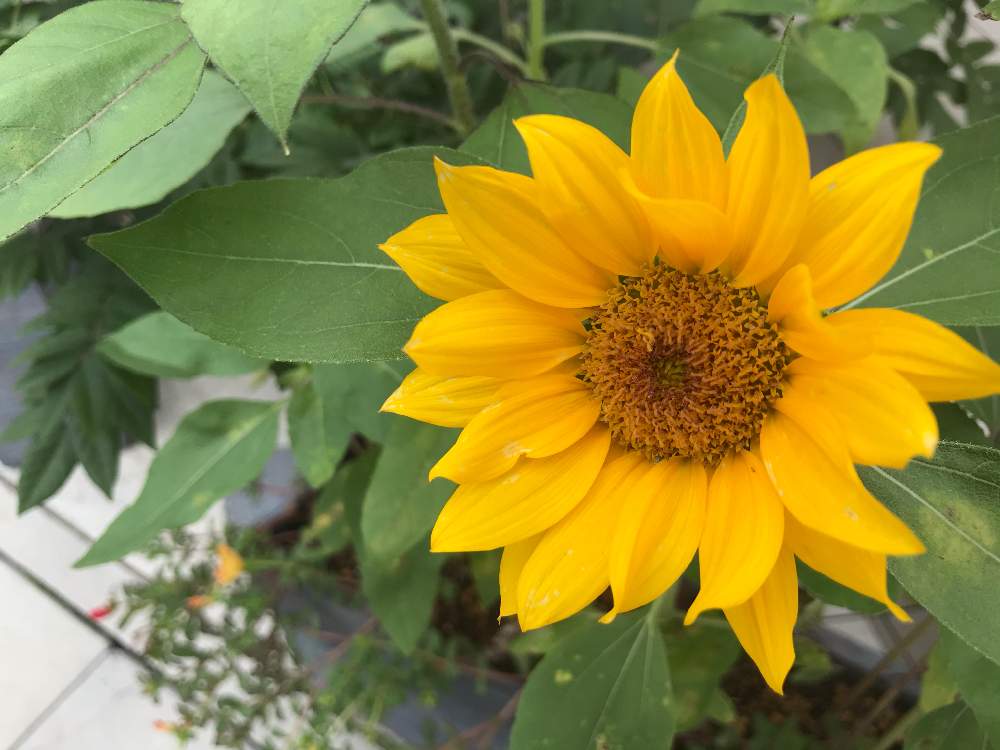 ひまわりの投稿画像 By みすてぃさん 開花中とかわいい と夏の花と黄色の花と花のある暮らし 月7月14日 Greensnap グリーンスナップ