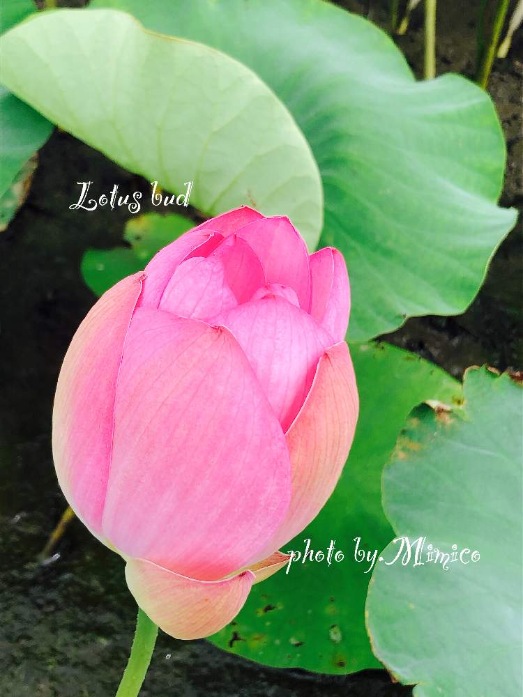 蓮の蕾の投稿画像 By みみこさん 癒しの時間と蓮の花ピンク色といいね ありがとうとflowerと花のある暮らしとお花の ある生活とキッチンと水性植物と癒しの時間と蓮の花ピンク色といいね ありがとうとflowerと花のある暮らしとお花のある生活と水性植物 月7月