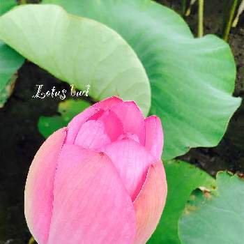 蓮の花ピンク色の投稿画像一覧 Greensnap グリーンスナップ