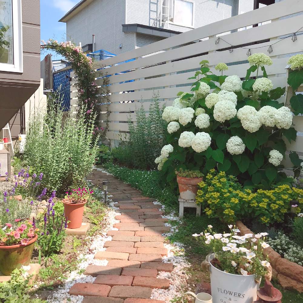 バラのアーチの投稿画像 By Kotoriさん 1から作ったお庭と緑が増えてきましたとdiyのある暮らしとお庭のお花とウッドフェンスdiy と成長記録とガーデニングと花のある暮らしとミニ薔薇 月7月14日 Greensnap グリーンスナップ