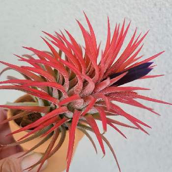 チランジア イオナンタルブラの投稿画像一覧 Greensnap グリーンスナップ