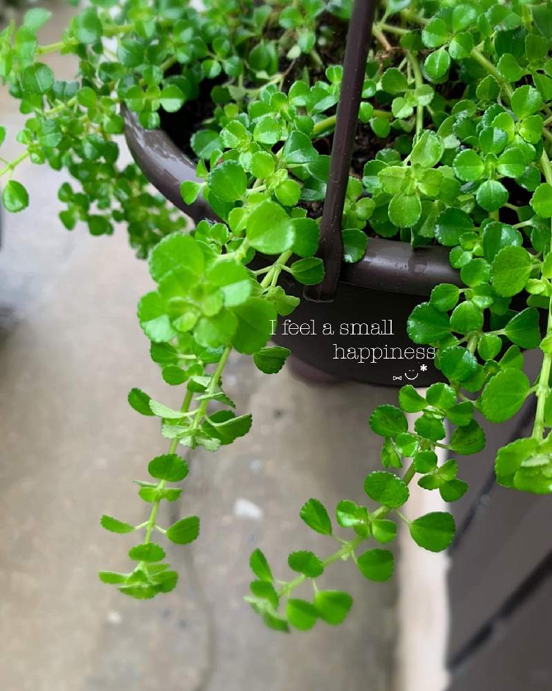 観葉植物の投稿画像 By マキ さん 癒しと綺麗とピレアディプレッサとかわいいな とグリーン 月7月14日 Greensnap グリーンスナップ