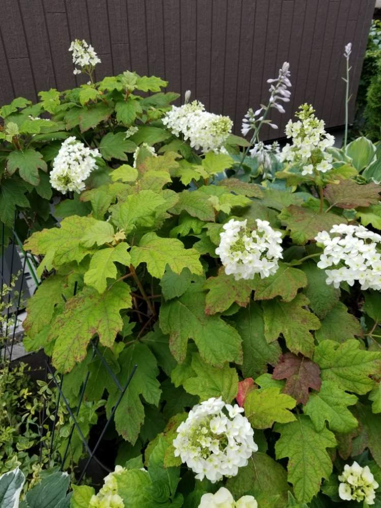 柏葉アジサイの投稿画像 By Yousukeさん 背の高い花とおうち園芸と鉢植えと北海道でも越冬しますと花のある暮らしと白い花と北海道 月7月14日 Greensnap グリーンスナップ