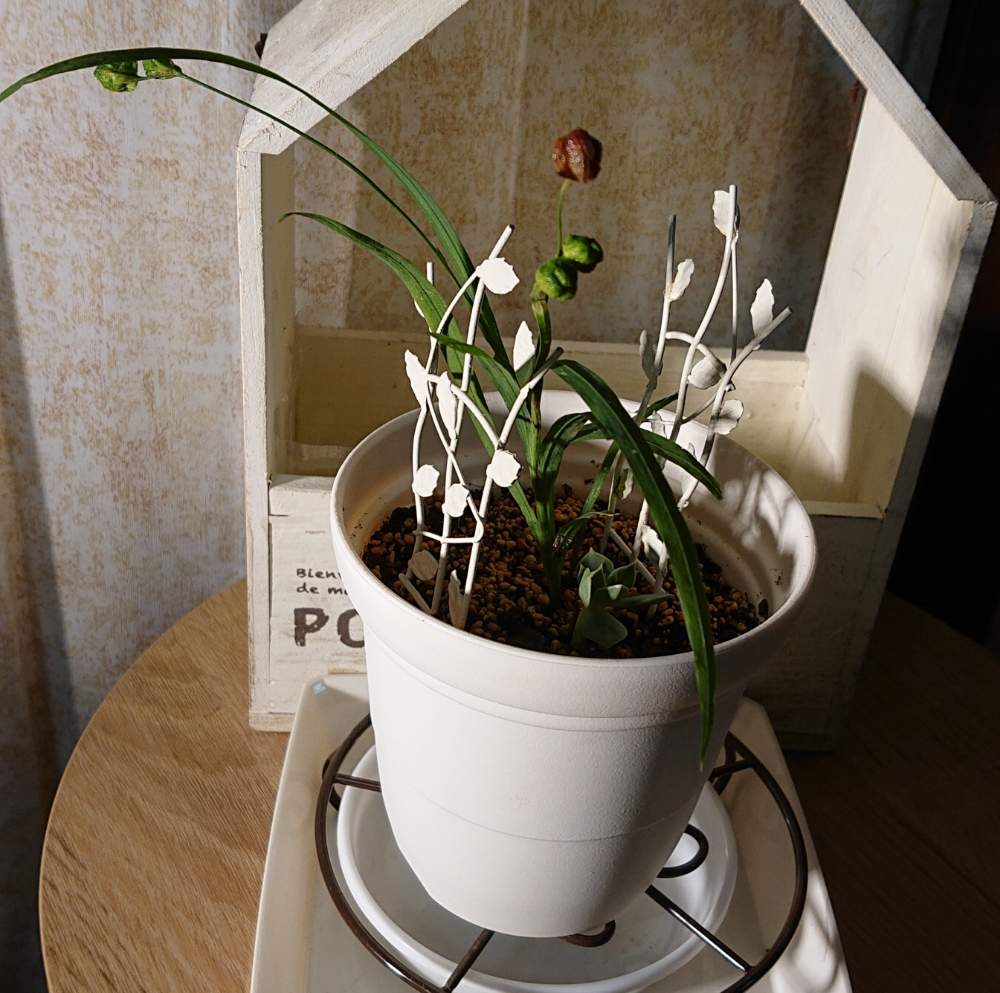 ヒメオウギの投稿画像 By Saraさん たねからの幸せとスマホ撮影とおうち時間とはなはなとおうち園芸 月7月14日 Greensnap グリーンスナップ