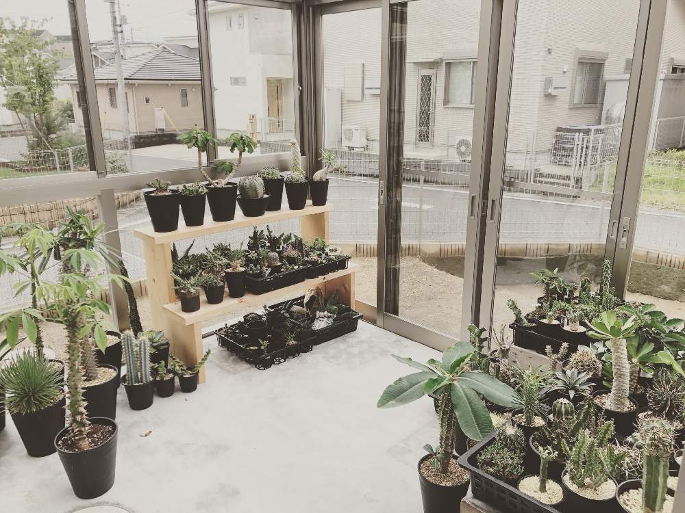 多肉植物の投稿画像 By 収集癖さん Euphorbiaとサボテン科と我が家の温室と多肉植物のある暮らしとコーデックスとおうち園芸と温室とコーデックスのある暮らしと サボテンと多肉植物とサボテンと塊根植物とグリーンハウスと珍奇植物とユーフォルビア 月7月14日