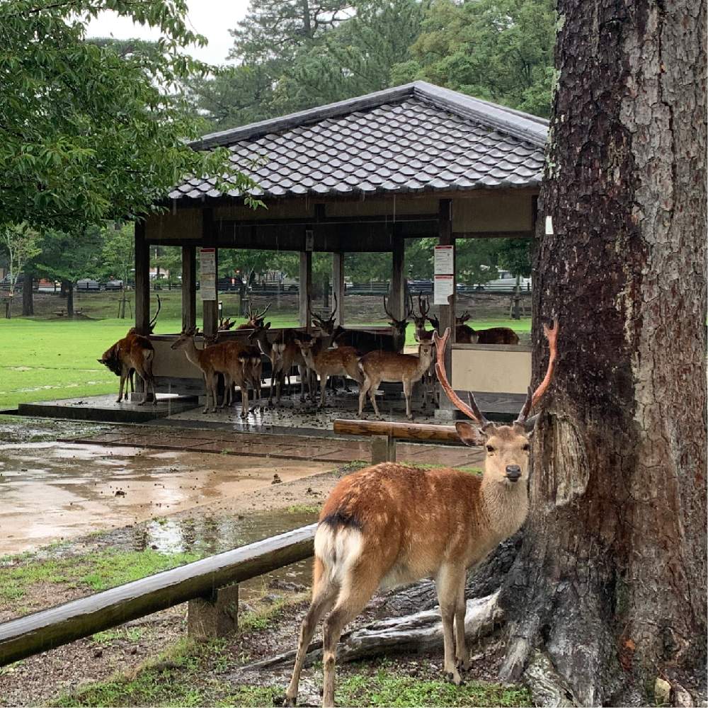 オスジカの投稿画像 By Haruさん 奈良公園の鹿と奈良公園散歩とブラウン 月7月14日 Greensnap グリーンスナップ