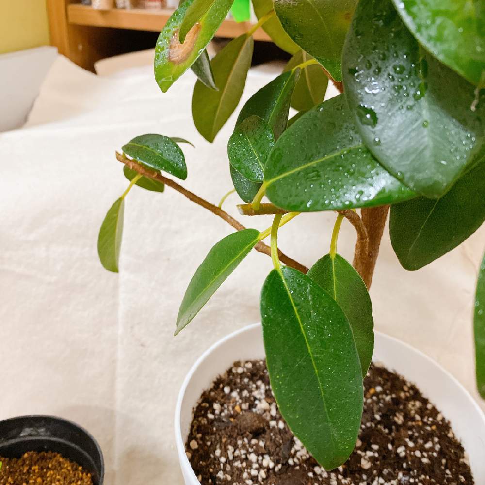 フィカスルビギノーサの投稿画像 By まこっちゃさん 観葉植物と観葉植物初心者と挿し木とフィカス ルビギノーサとフィカス属 月7月14日 Greensnap グリーンスナップ