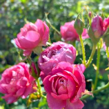 薔薇は癒し(๑˃̵ᴗ˂̵)♡の画像 by ぴよ。さん | 小さな庭とバラ あおいと乙女ピンクとpiyo’s gardenとキュンキュン乙女倶楽部とばら バラ 薔薇と薔薇愛同盟とお気に入り♡と薔薇は癒し(๑˃̵ᴗ˂̵)♡とGS映えとナチュラルガーデンとGS日和と植中毒と記録と成長記録とバラが好きとGSでバラ園とかわいいな♡