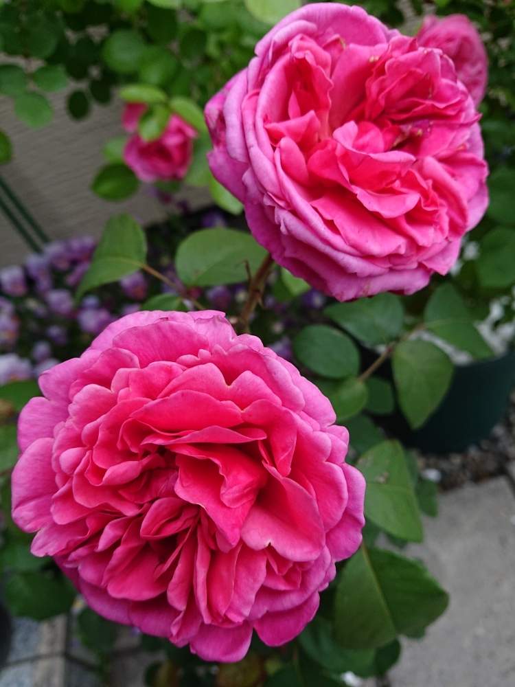 薔薇 アライブの投稿画像 By ユキさん 薔薇に魅せられてと花に支えられてと思い出の花と変わらぬ愛とかこちゃんの花と花に託してと花のある暮らし 月7月15日 Greensnap グリーンスナップ