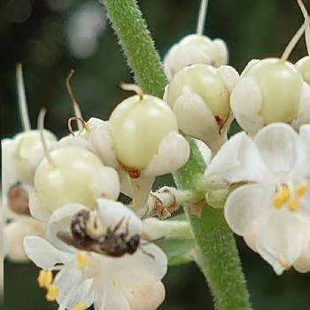 花と蜂の画像 by ふささん | ヤブミョウガとハチと蜂蜜と癒やされるとおうちde菜園と花と蜂と❤️可愛い