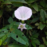 ヒルガオの画像